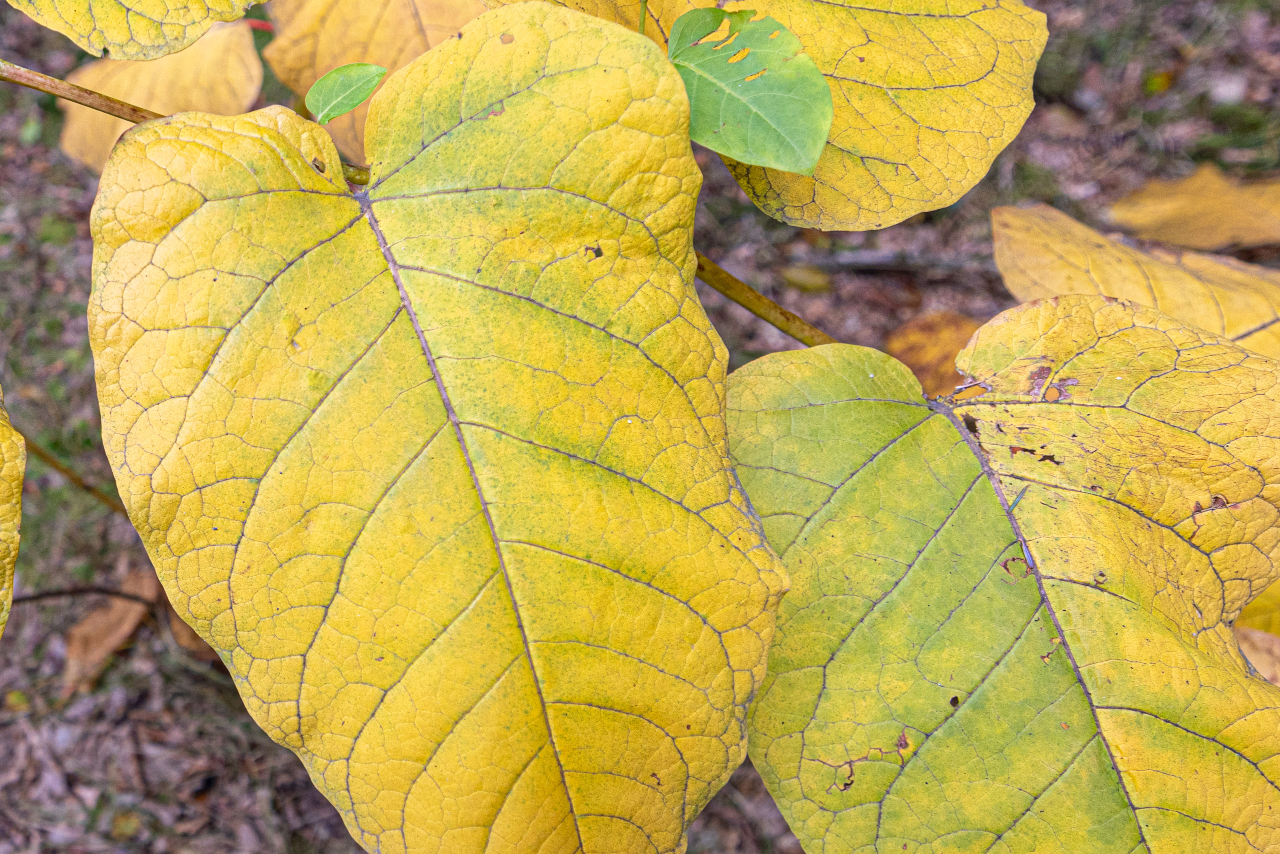 20231014122304 R5D 4079